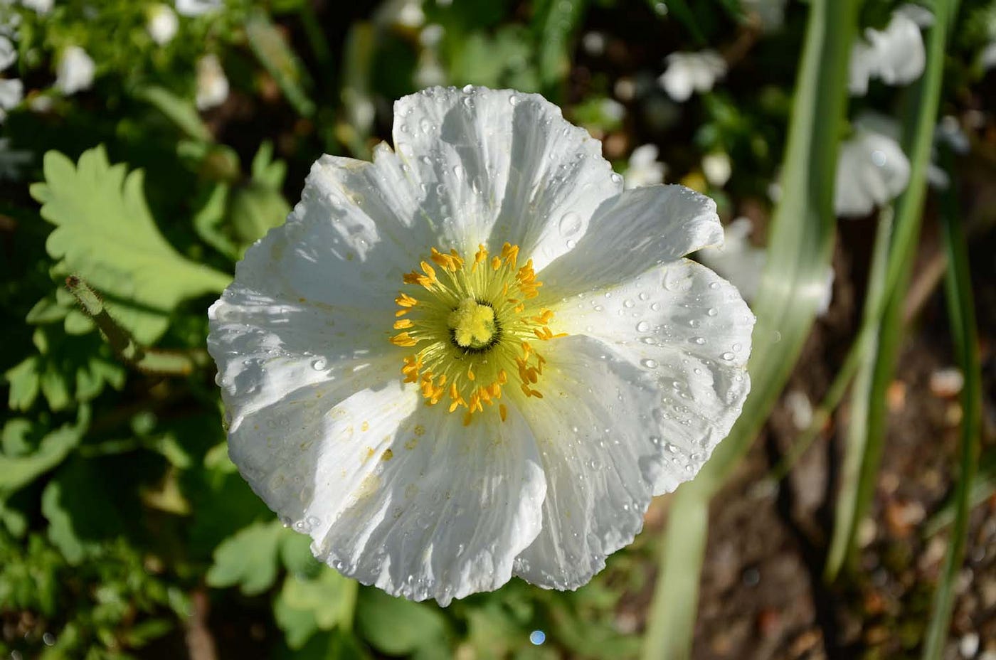 White poppy