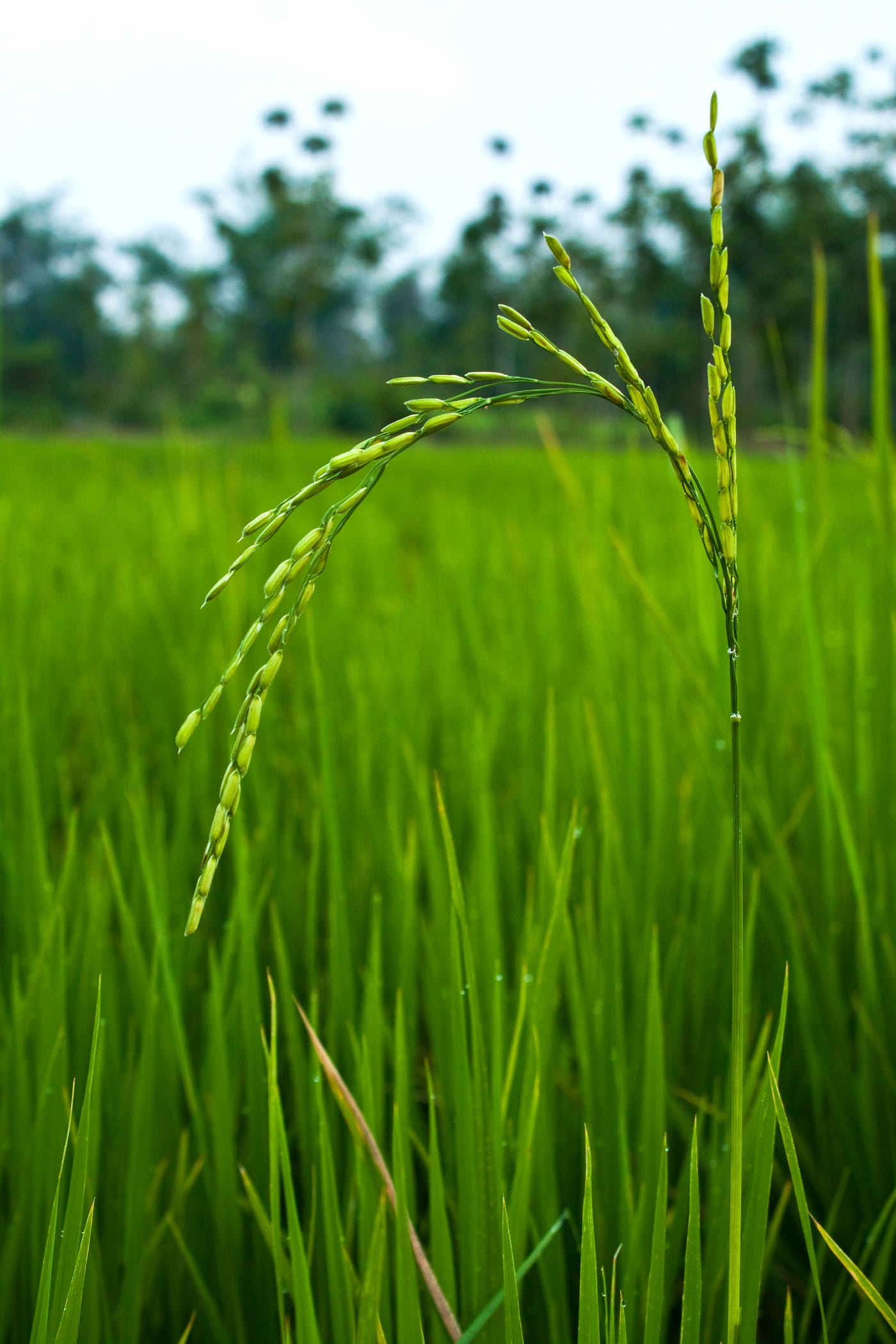 Menanam Padi di Sawah: Panduan Lengkap dari Persiapan Lahan hingga Panen