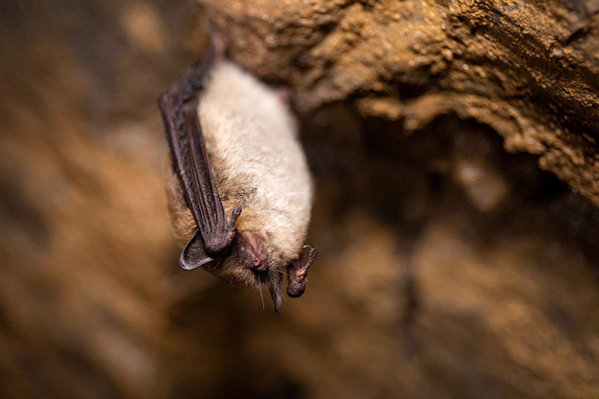 Little Brown Bats. Mammals in flight over Alaska