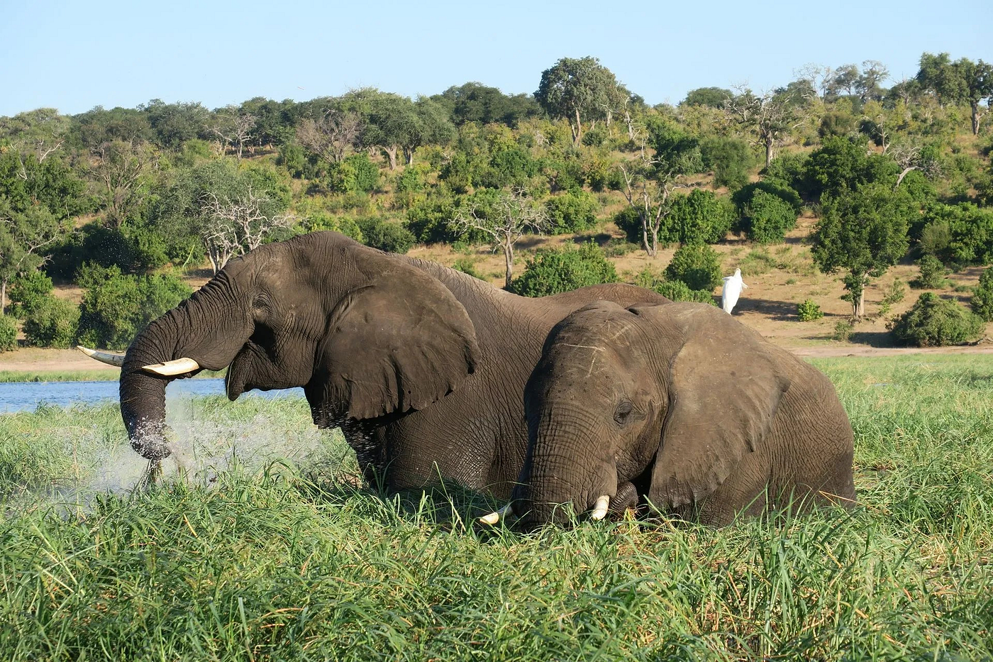 Kruger or Botswana Safari? A Practical Guide for First-Time African Safari Travellers