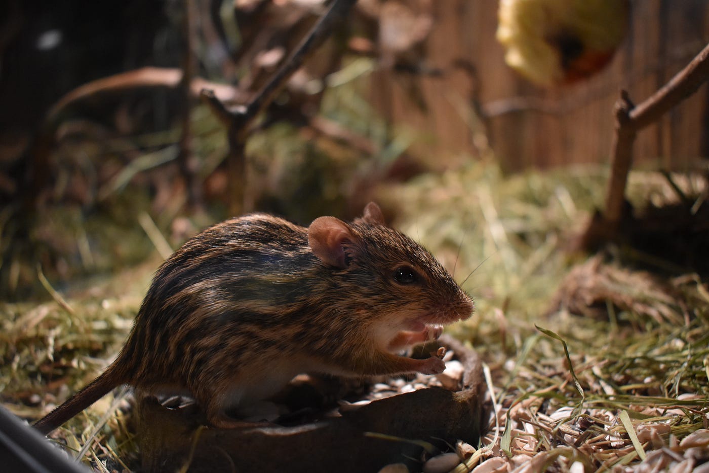 Give a Mouse a Cookie and Everyone Is Happy