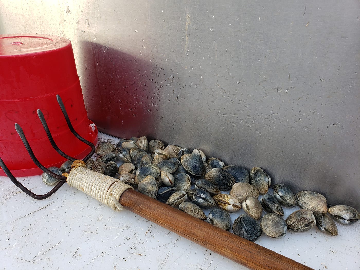 Clamming on Washington's beaches is fun for everyone and a year-round  affair, by The Washington Department of Fish and Wildlife