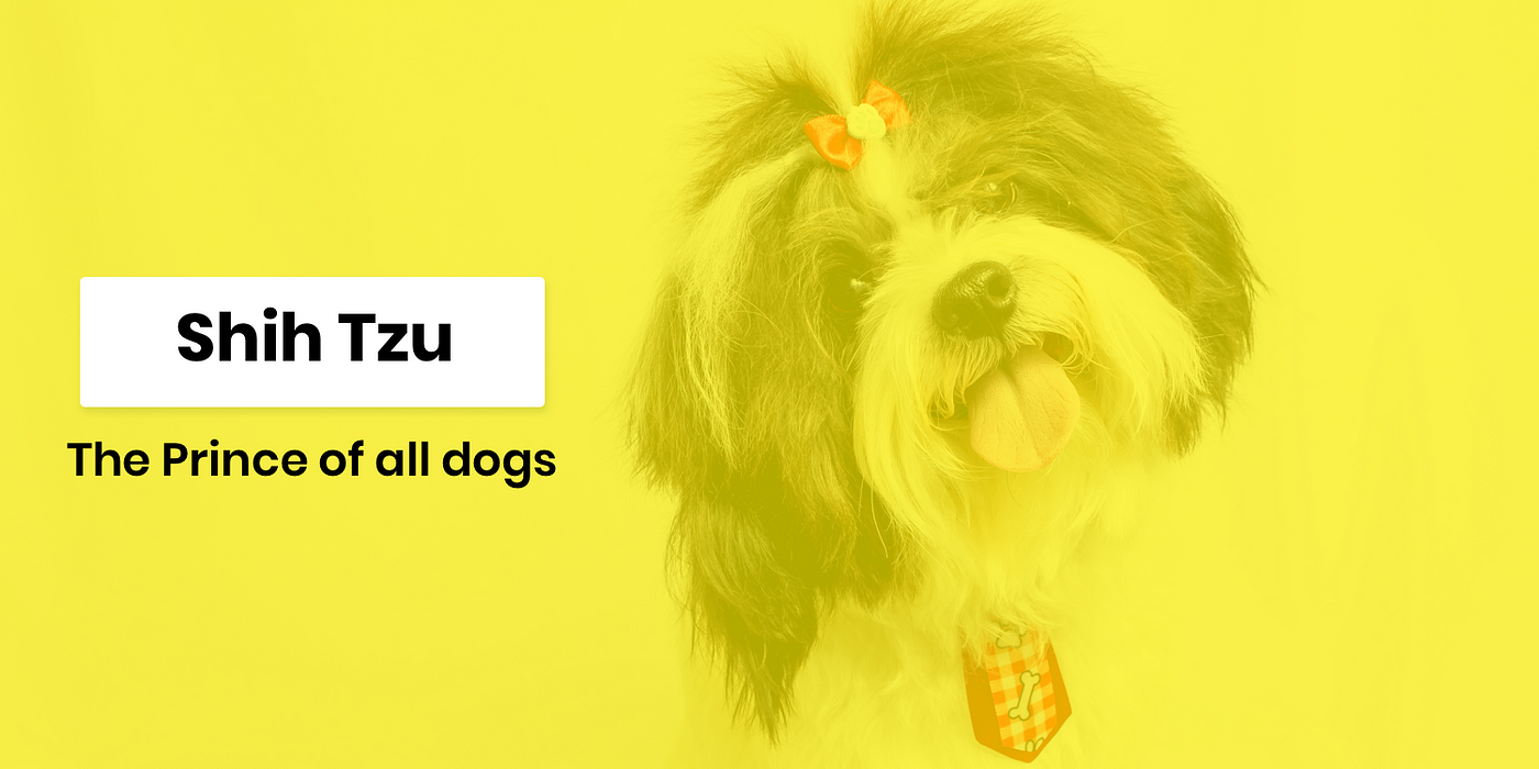 Shih Tzu, Description, Lion Dog, Weight, & Facts