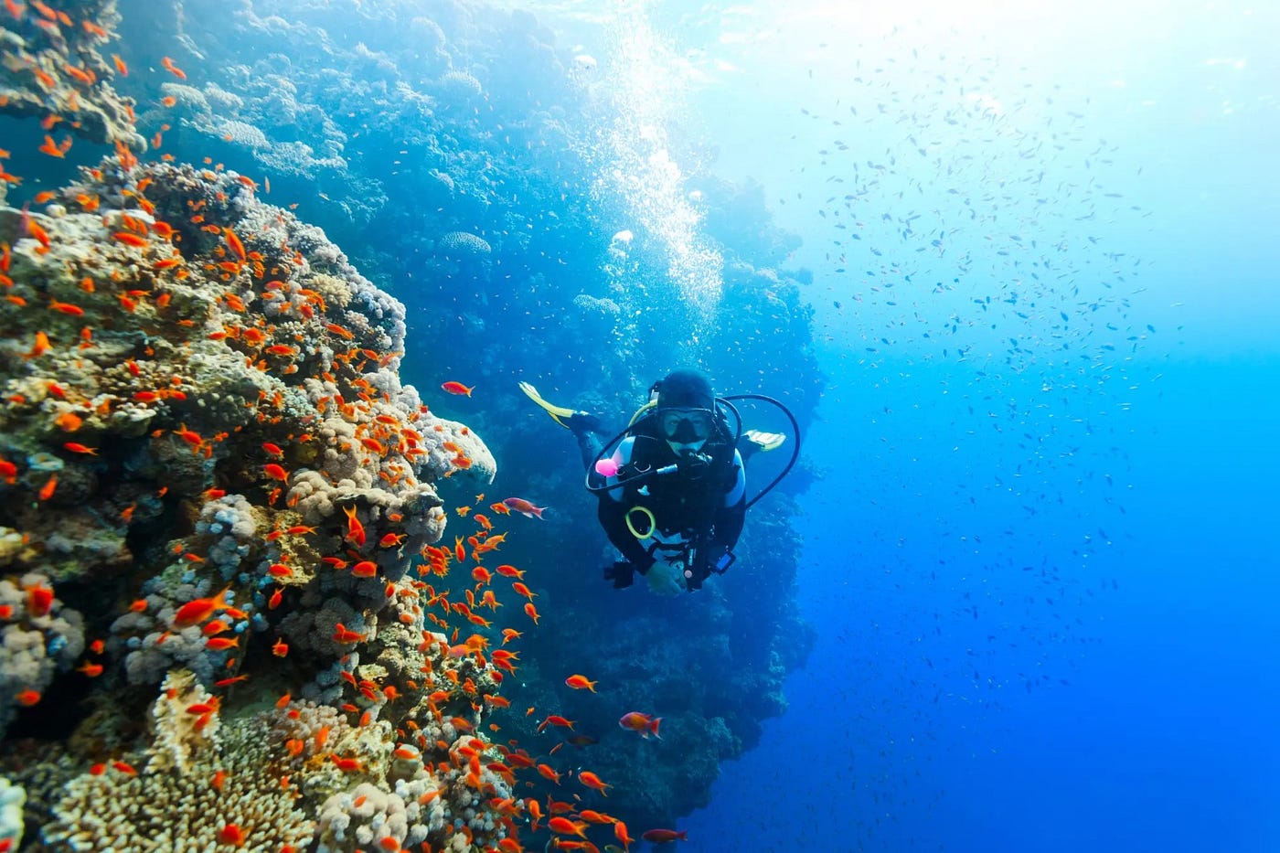 The Best Dive Sites in Komodo National Park Every Scuba Diver Should Experience