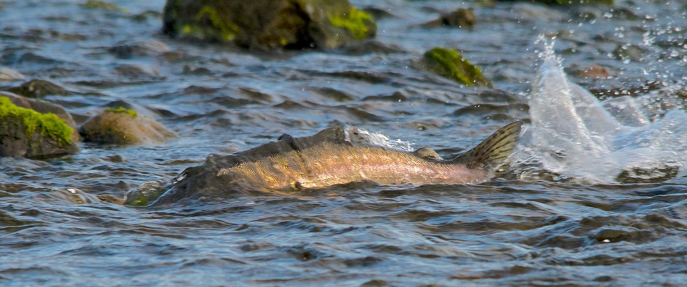 Rediscovering Fly-Fishing: Chasing Pink Salmon on the Fly in Campbell River, by Derek Moryson