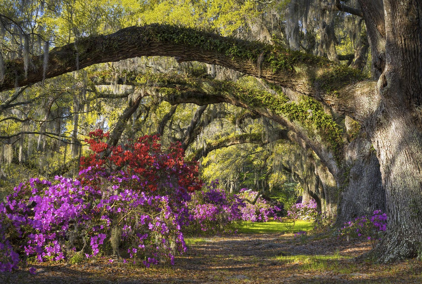 Seasonal Landscape Maintenance Checklist for Charleston Homes