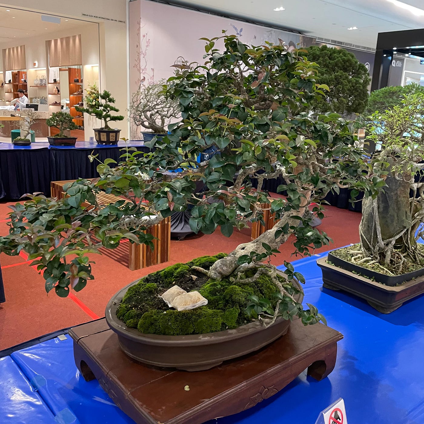 The Things We Learn From Trees. Bonsai trees, to be exact | by TzeLin Sam |  Picture This | Medium