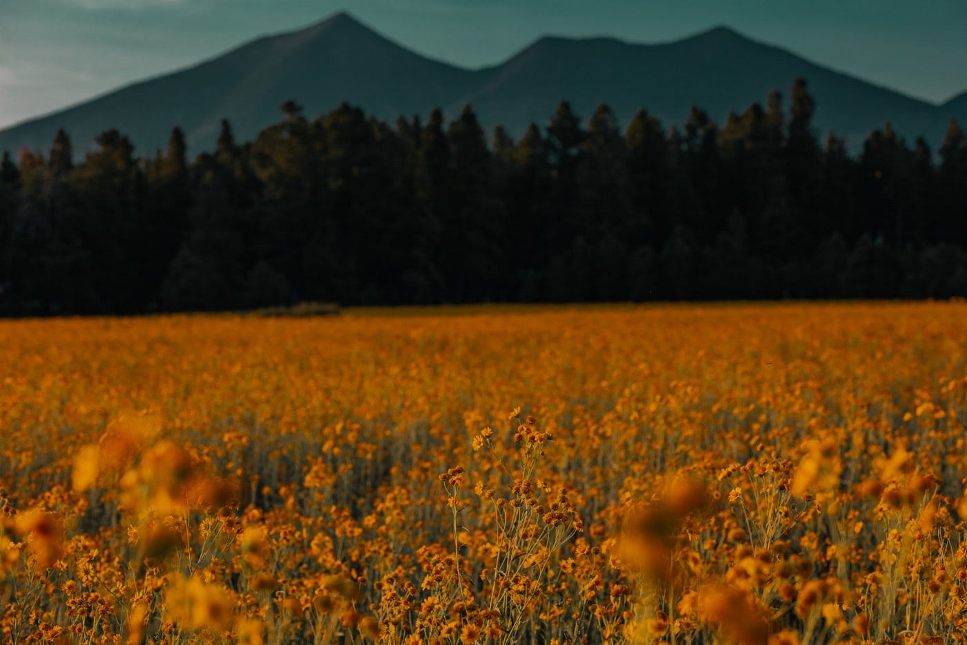 Flagstaff Wildflower Season. Your guide to the best Flagstaff views | by  Northern Arizona University | Medium