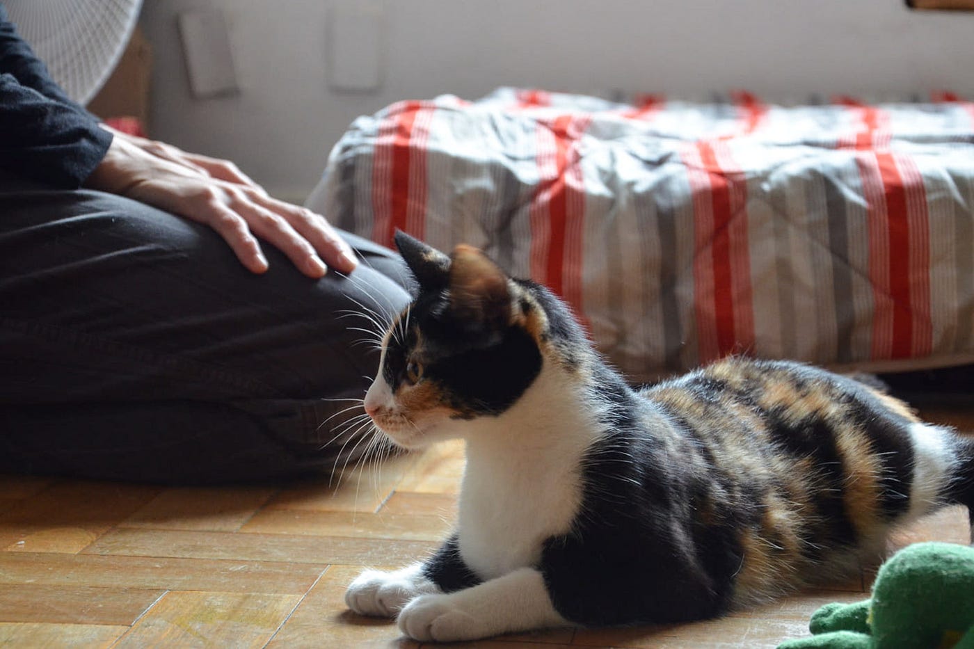 Pesquisa revela mudanças na relação entre gatos e tutores após pandemia
