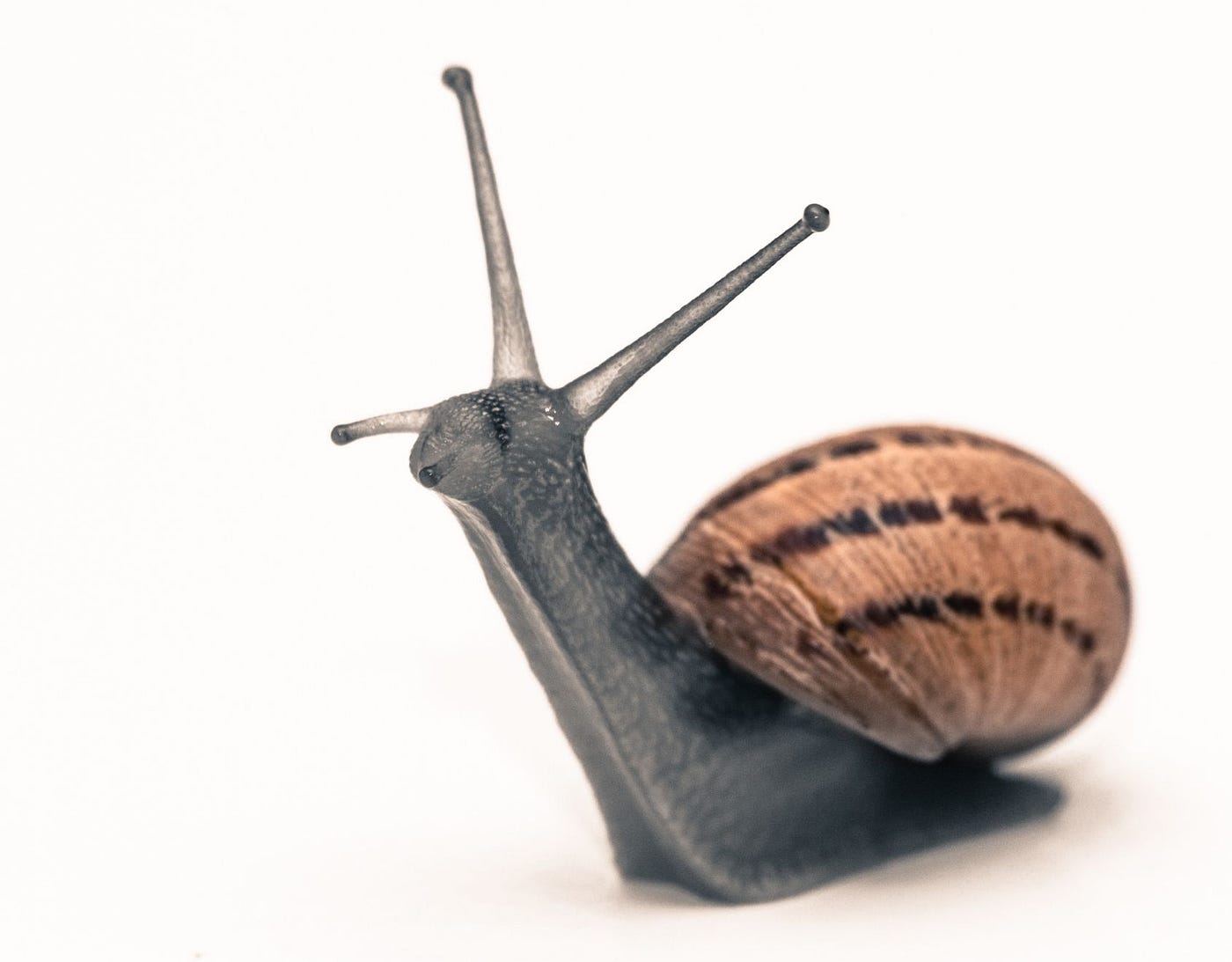 Say Goodbye to Your Anxiety by Saying Hello to Snails | by Kirsty Kendall |  The Haven | Medium