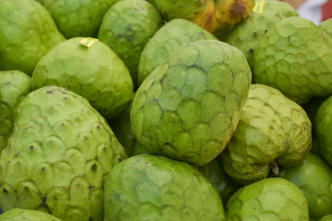Cherimoya 2024