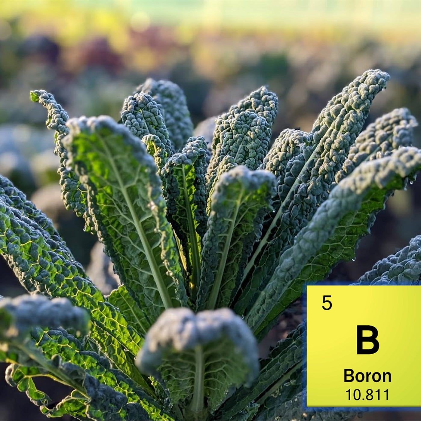 Boron: the steering wheel. Boron (B) is one of the most underrated | by  Dario Cortese | Medium