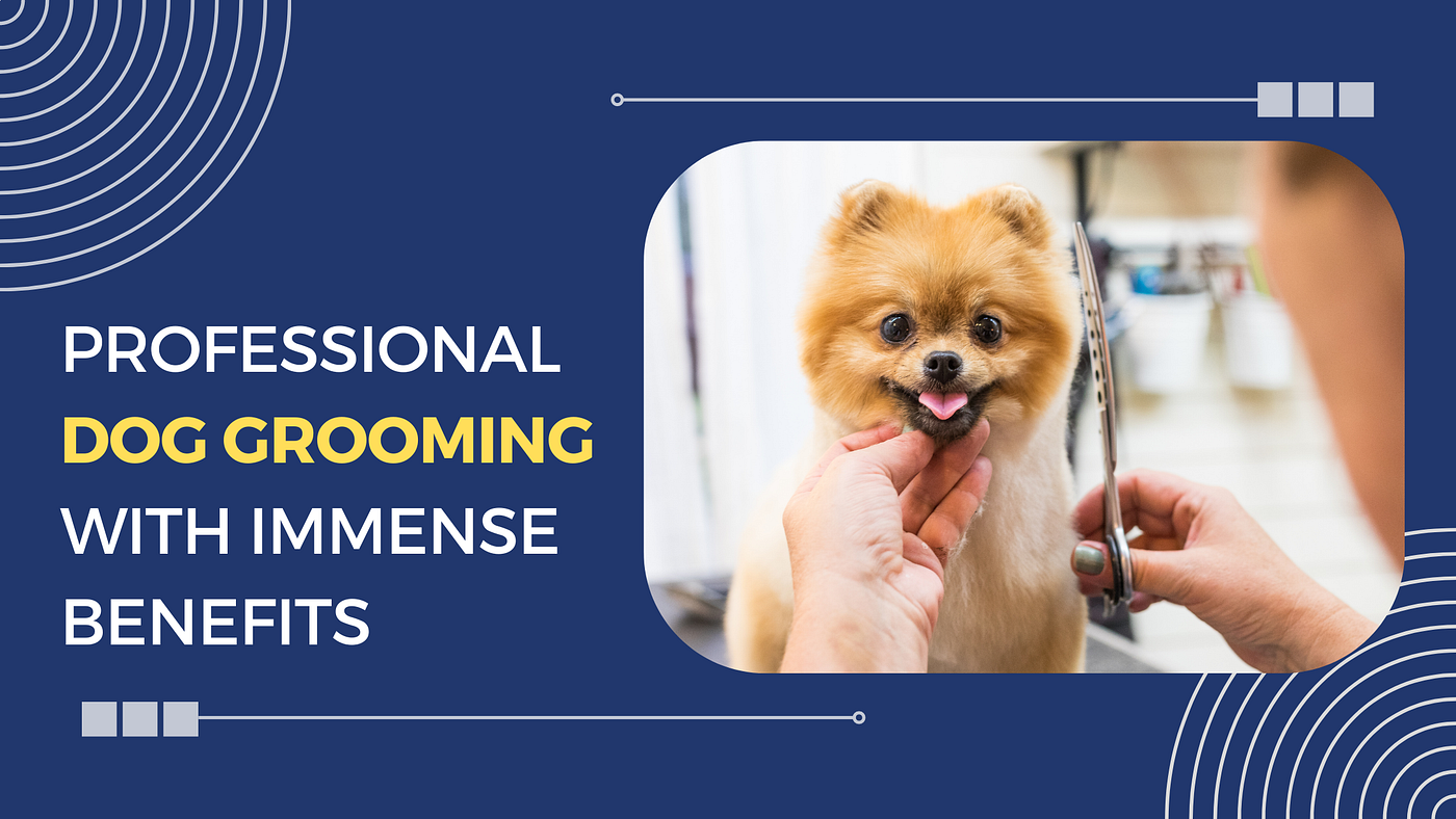 How Much Does A Dog Groomer Get Paid