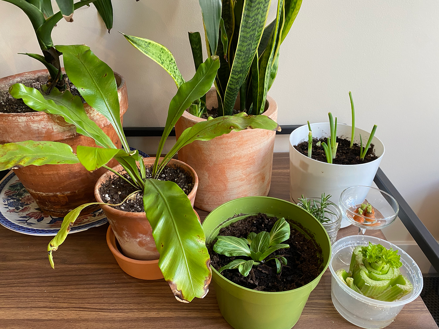 Different plants in different-colored, -shaped, and -sized pots. Scallions and celery root are sprouting in respective cups.