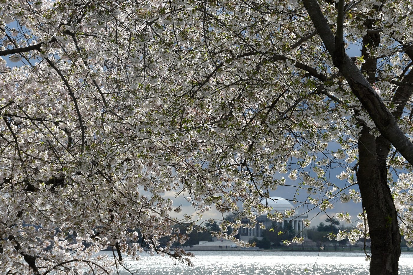 La floraison précoce des cerisiers à Washington DC met en évidence la crise climatique