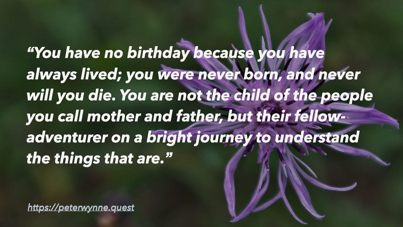 Brown knapweed (Centaurea jacea) by Peter