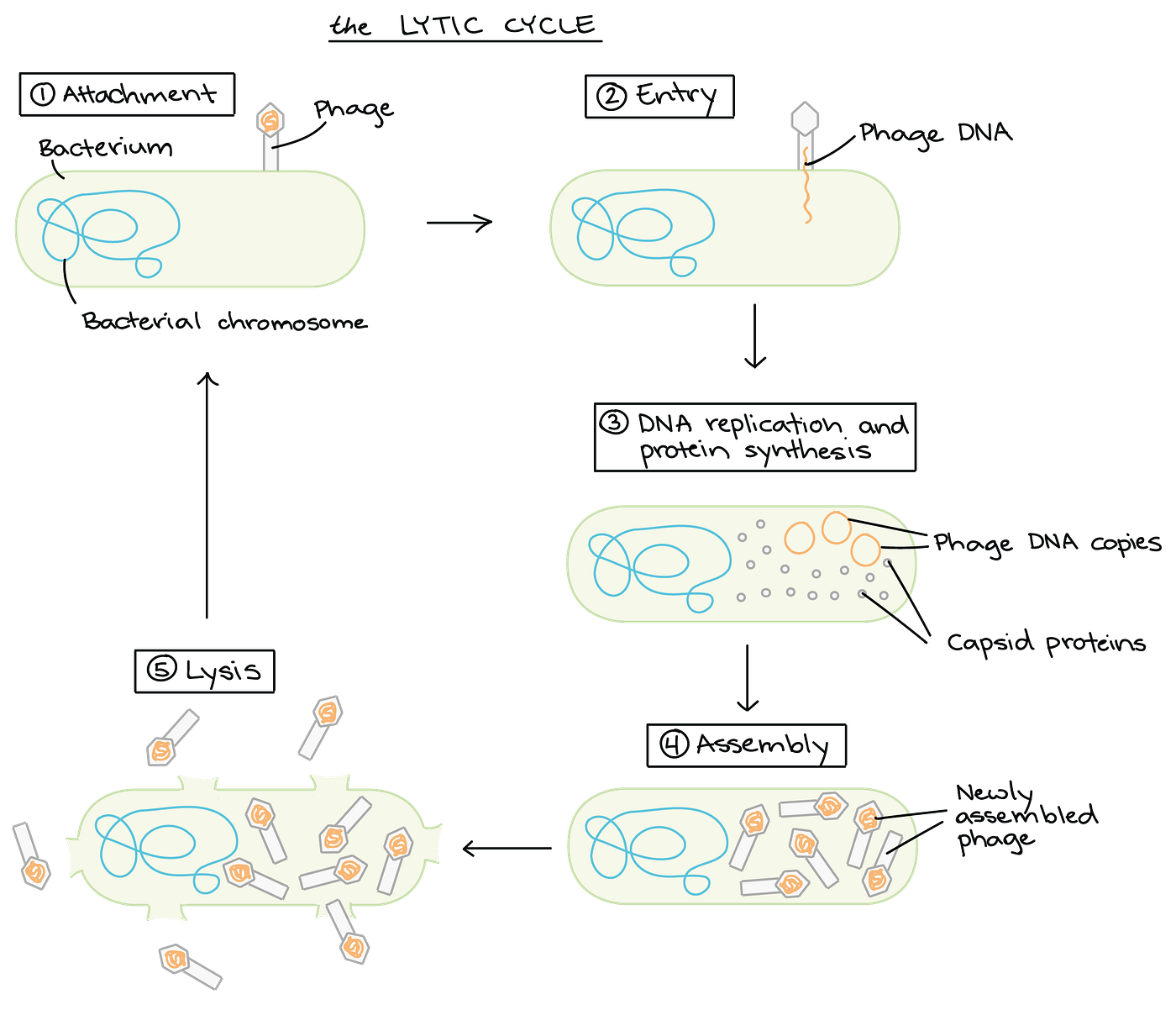 The lytic cycle of an Icosahedral head-tail phage. The five phases of the cycle are as follows: Attachment, Entry, DNA Replication and Protein Synthesis, Assembly, and Lysis. Photo credit