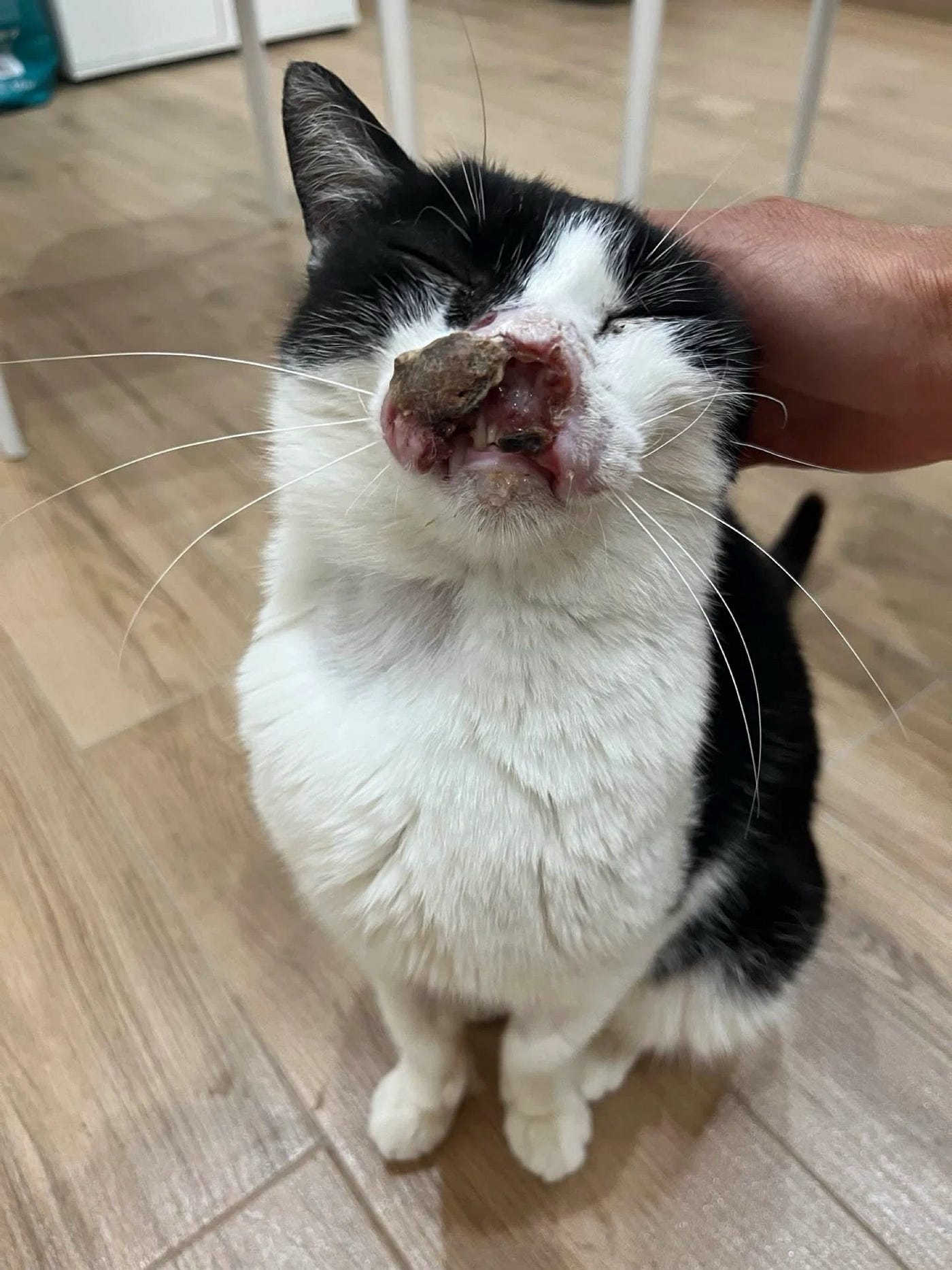 She lifts her head happily as she is petted.