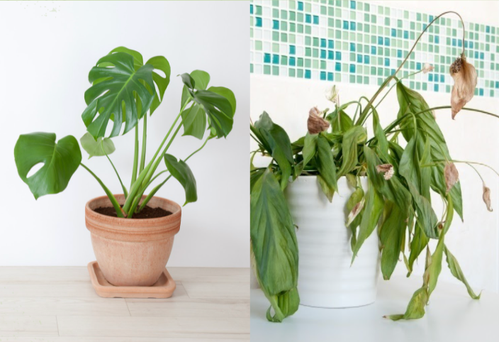 Detecting Plant Health with a YOLOv4 Model | by Ashley Poon | Medium