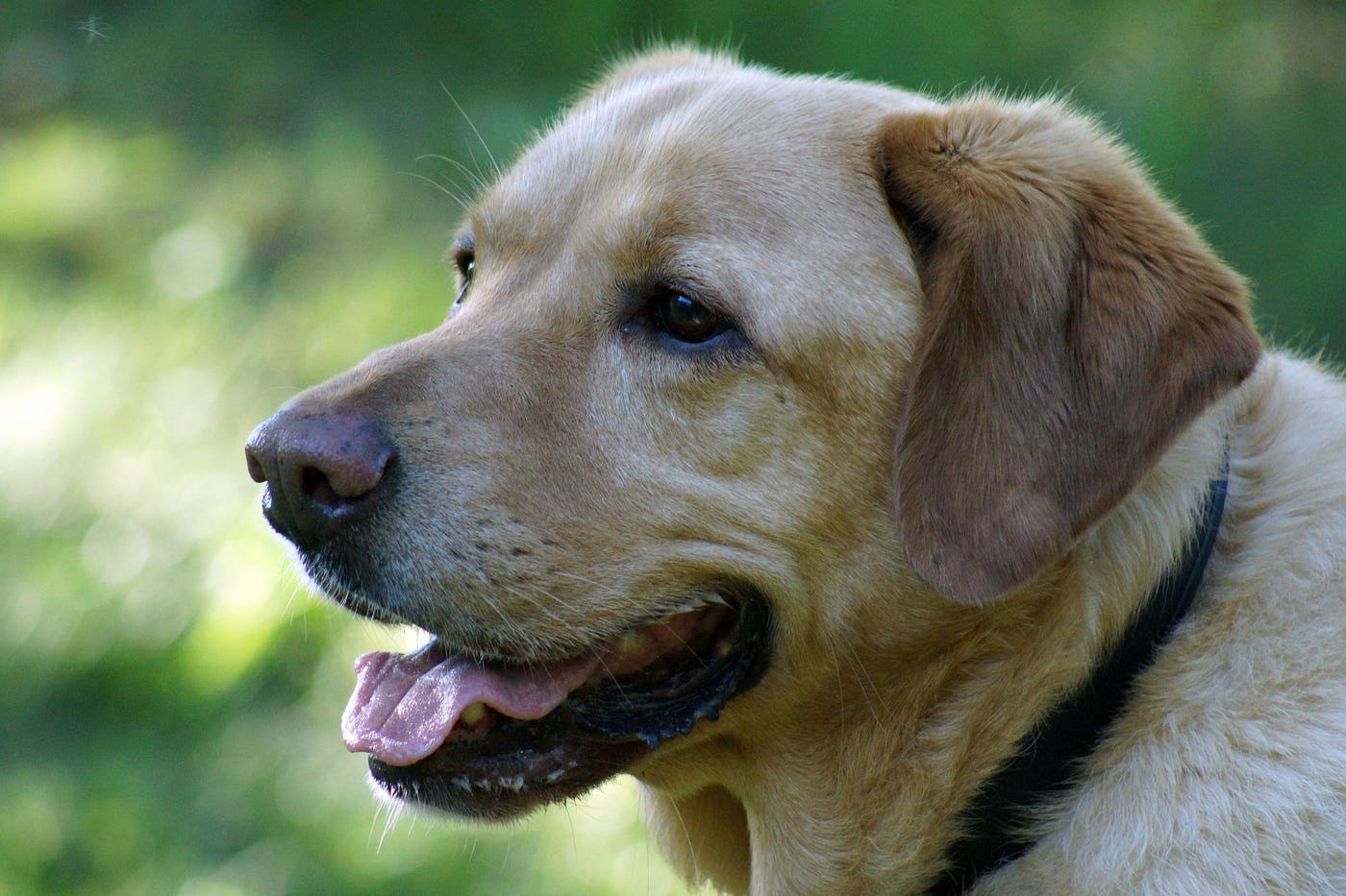 7 Great Benefits of Owning a Dog