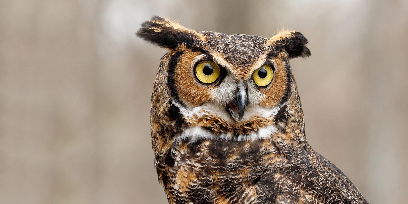 Great Horned Owl, Source: https://www.earthrangers.com/EN/CA/bbtw_updates/owl-talk-oclock/