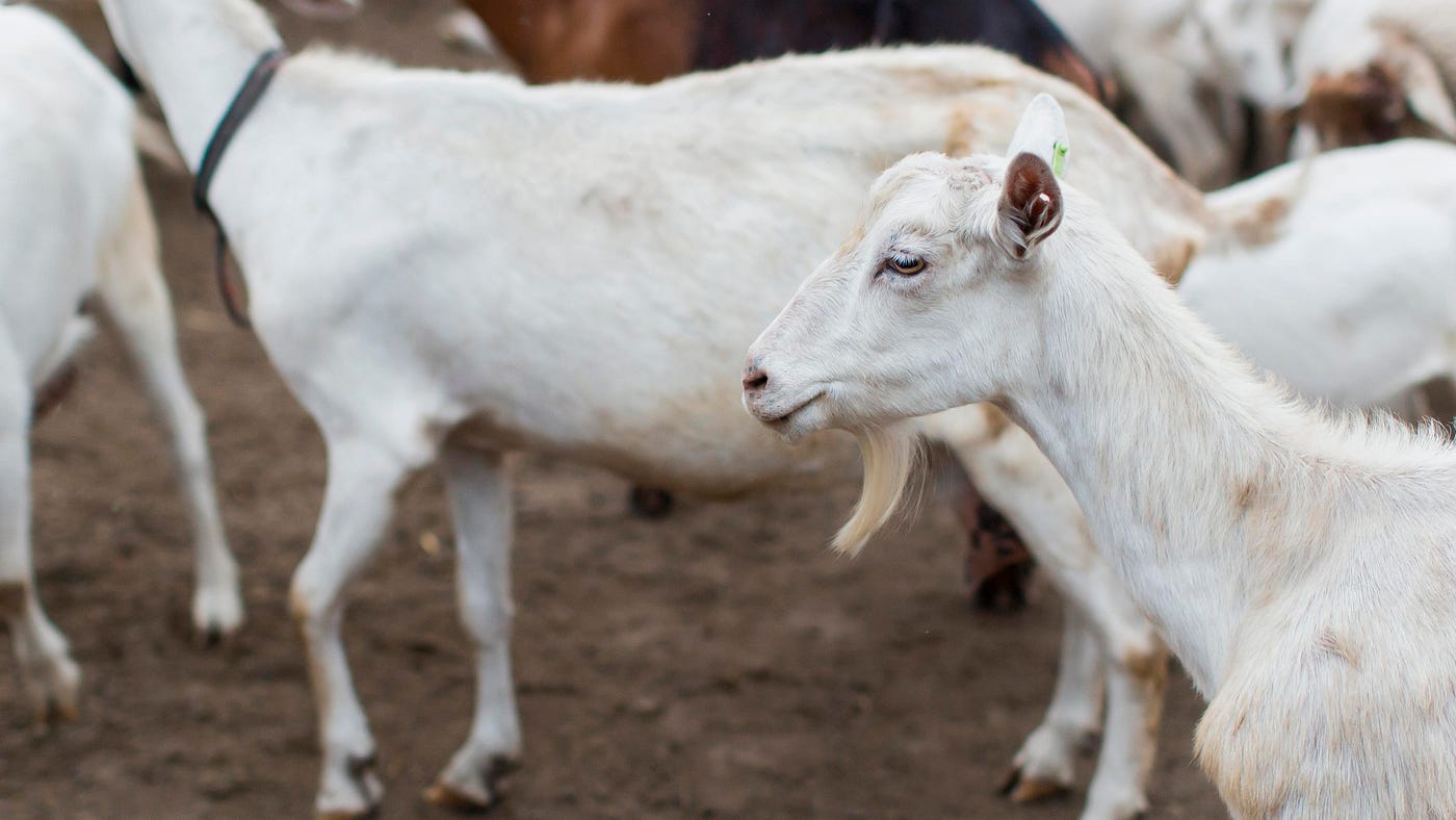 Jenis Kambing yang Bagus Untuk Diternak , Simak !
