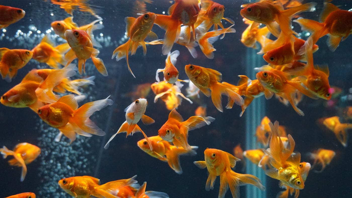 Gold fish tank in an aquarium. Credit: Trọng Giáp