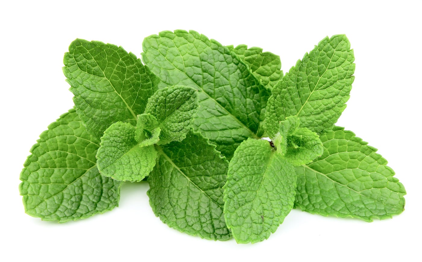 Difference between Mint and Peppermint, by Get Greenie