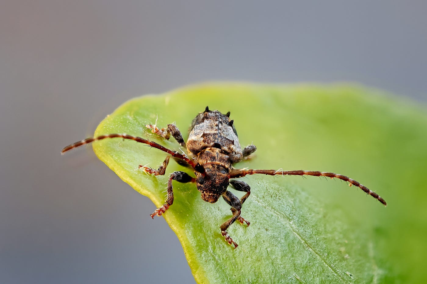 How to Use Focus Stacking for Macro Shots: Master Stunning Detail