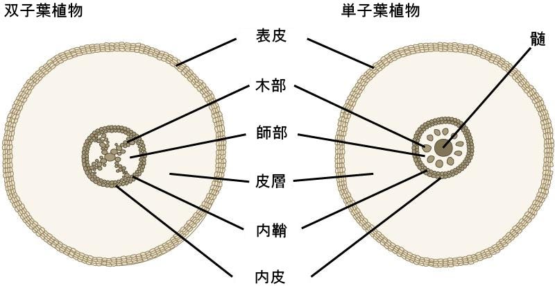 師部と木部の単子葉植物