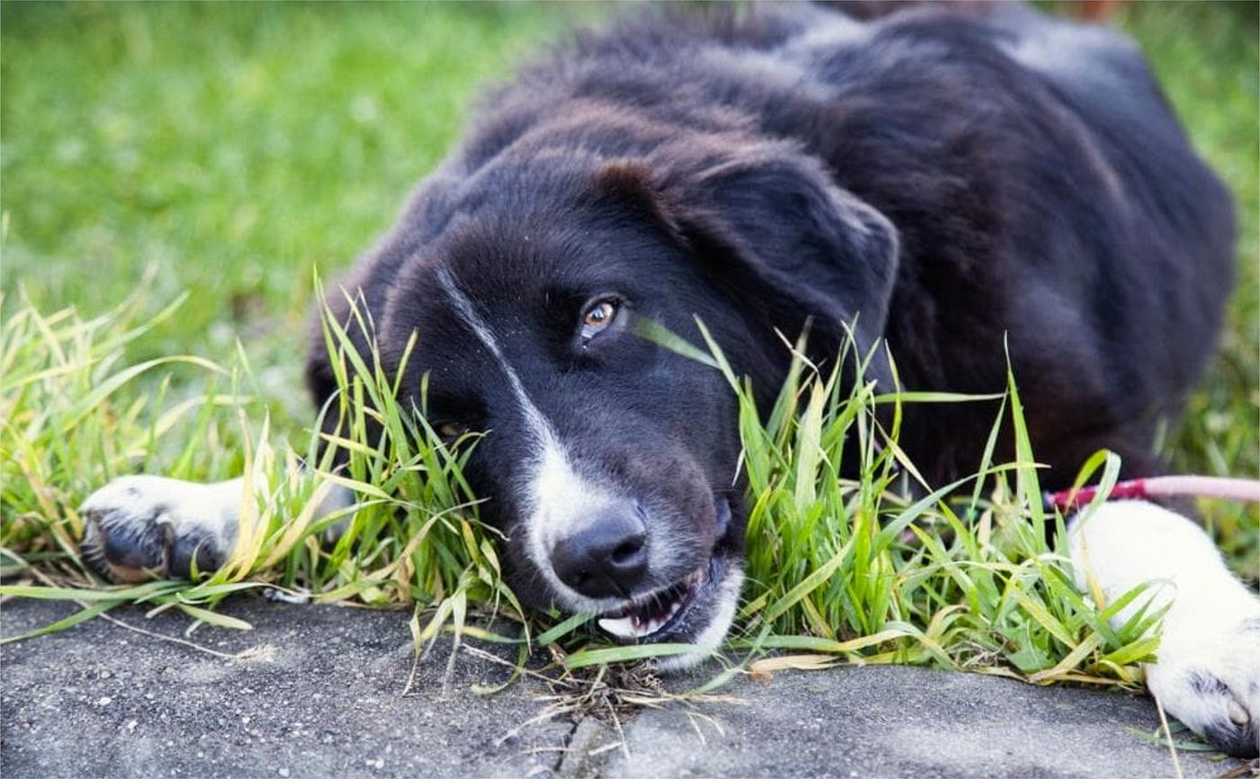 Qué significa que mi perro o gato coma pasto