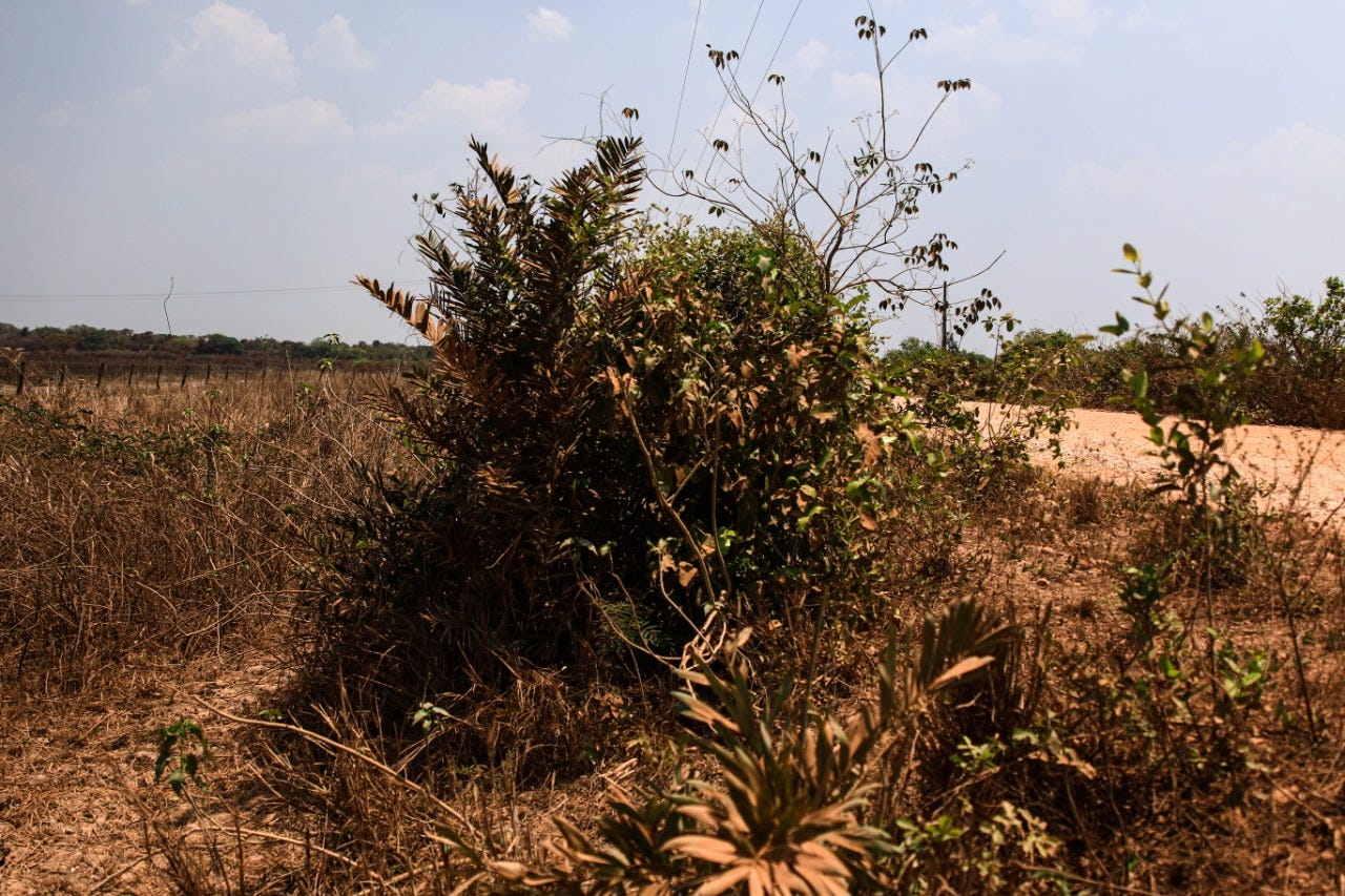 Cavalos pastando no pantanal mato-grossense pocone mato grosso brasil