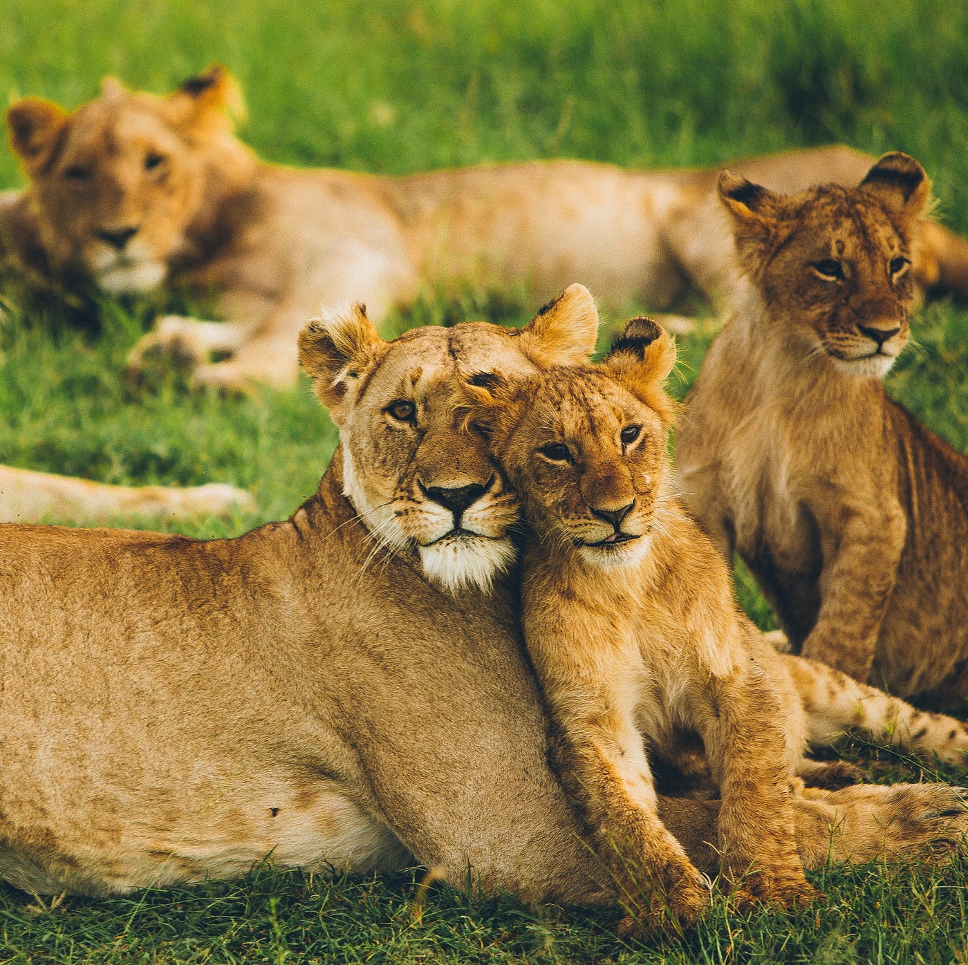 Group of Lions: Roar of Pride of the King of Jungle | by Anum 