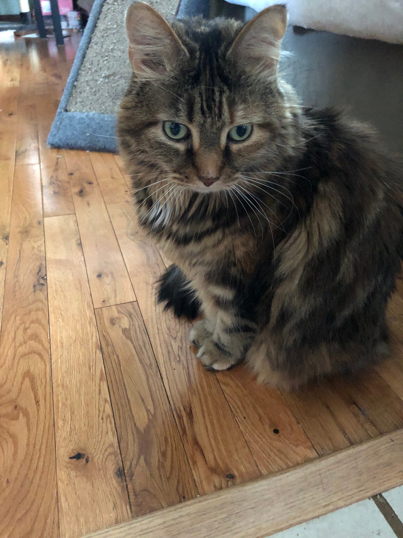 Do Cats Have ADHD: Surprising Signs and Expert Insights