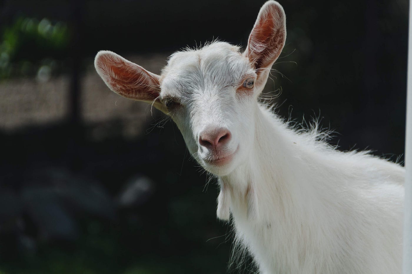 Blaming Others With a Goat: A 'Scapegoat