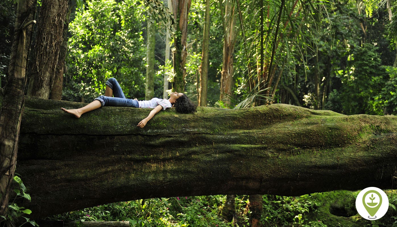 The Art of Forest Bathing. Imagine walking into a lush green…, by Bas  Fransen, CEO EcoMatcher