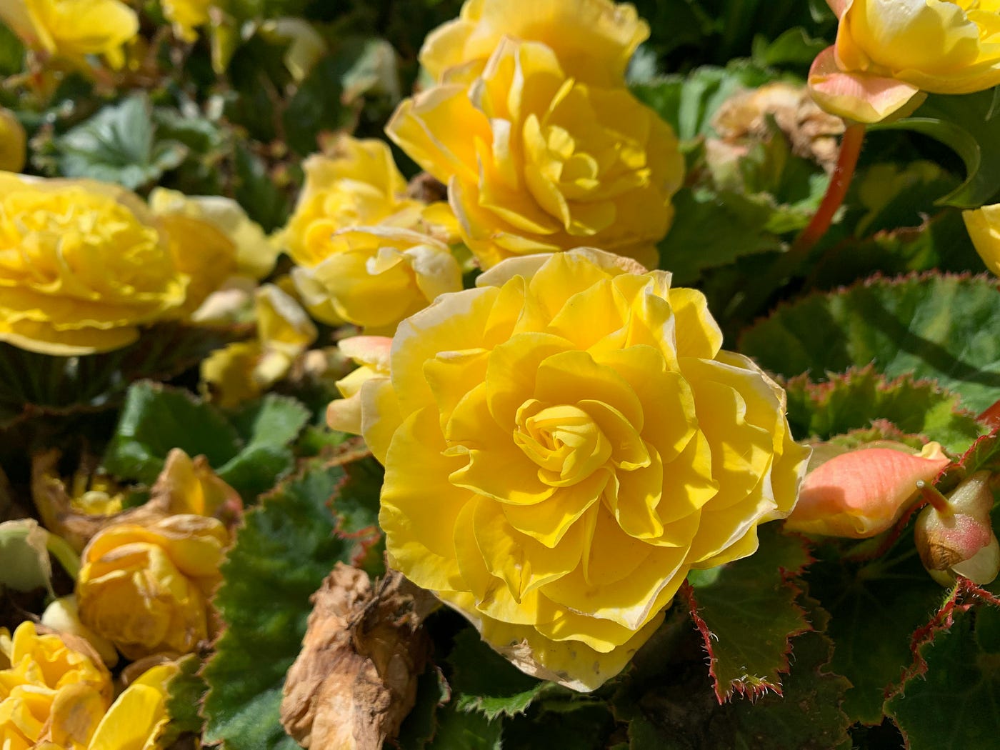 Foto di Tamara Elnova: https://www.pexels.com/it-it/foto/petali-fioritura-fiori-gialli-begonia-13342962/