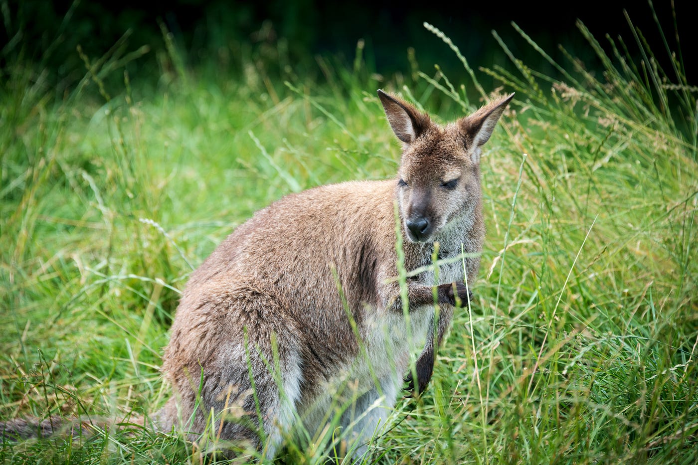 How to Find and Pet Australian Wallabies in New Zealand | by 