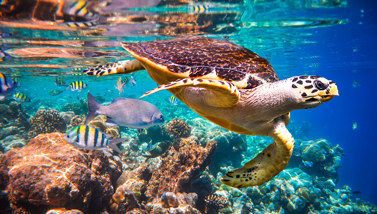 hawksbill sea turtle habitat