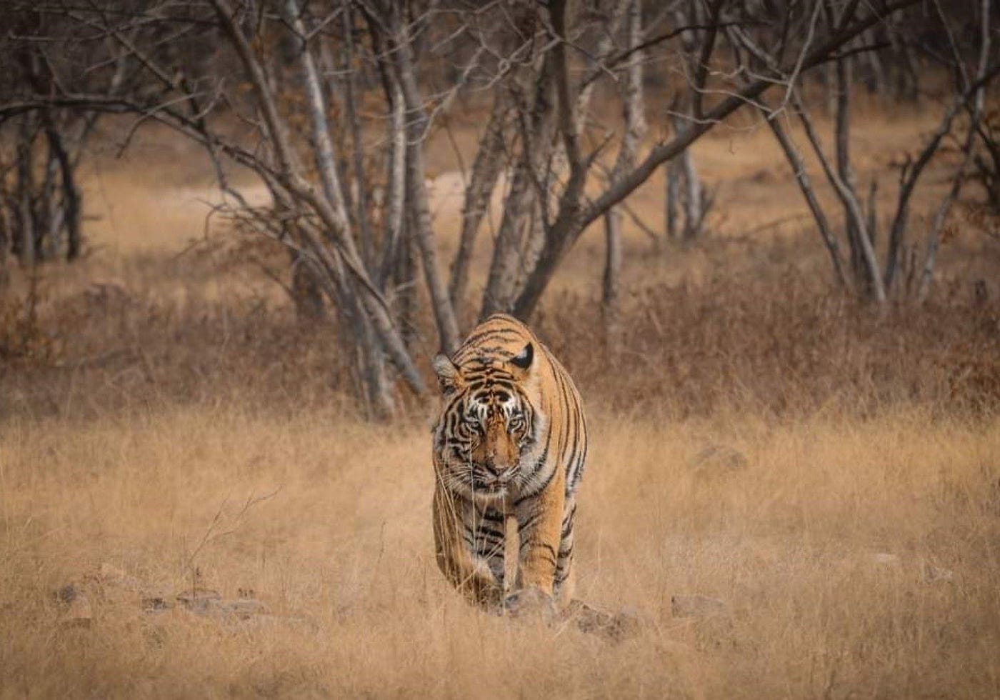 In Pursuit of Stripes: A Thrilling Ranthambore Tiger Safari
