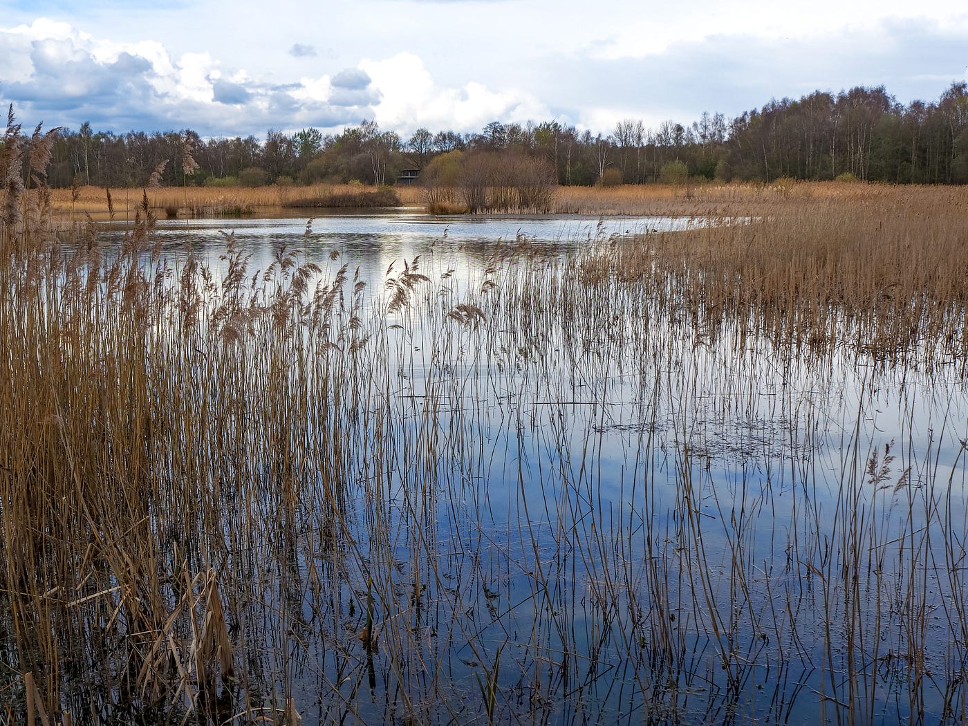 Wetland and reeds at Potteric Carr, South Yorkshire (Photo by Author)