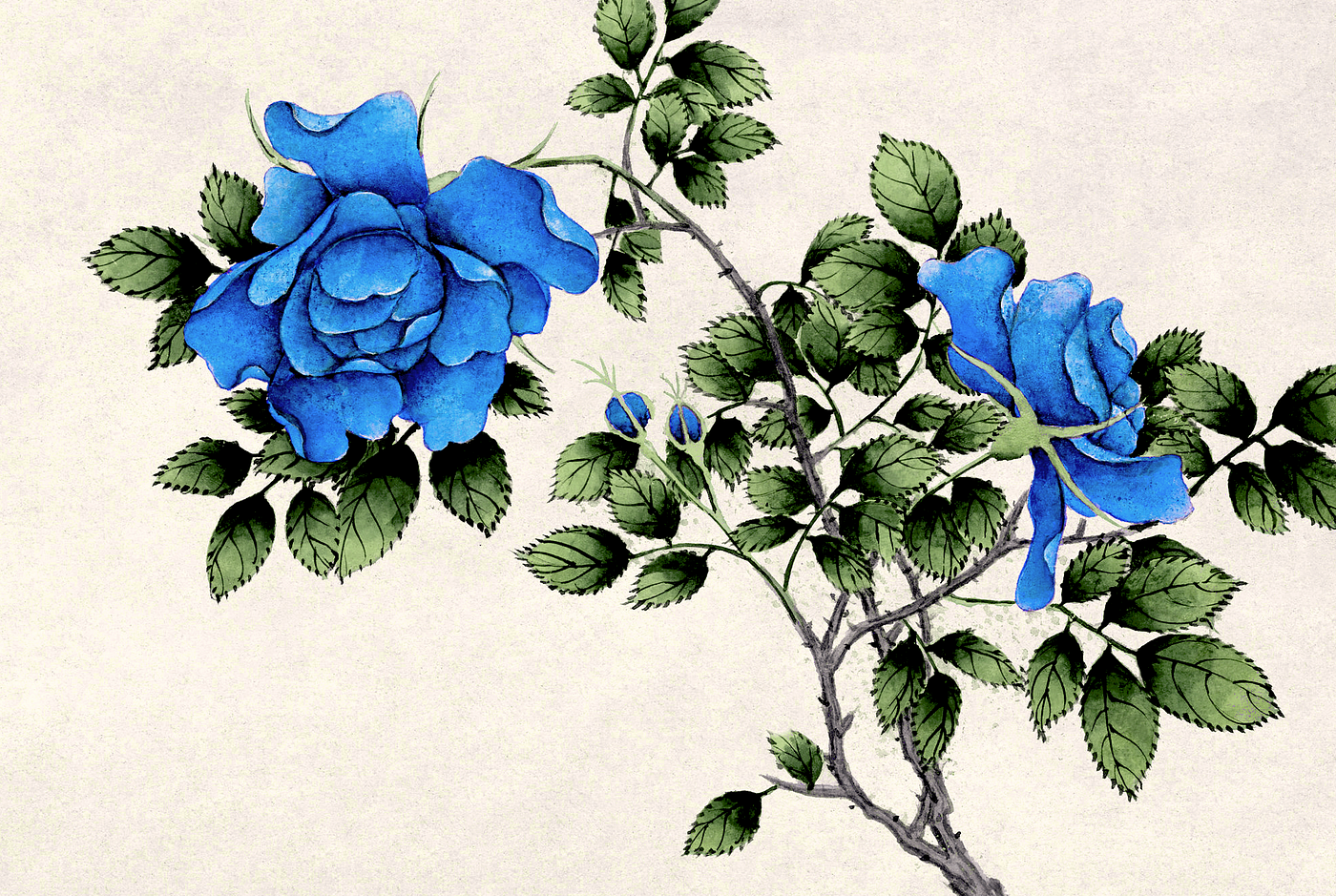 Blue Roses Drawings