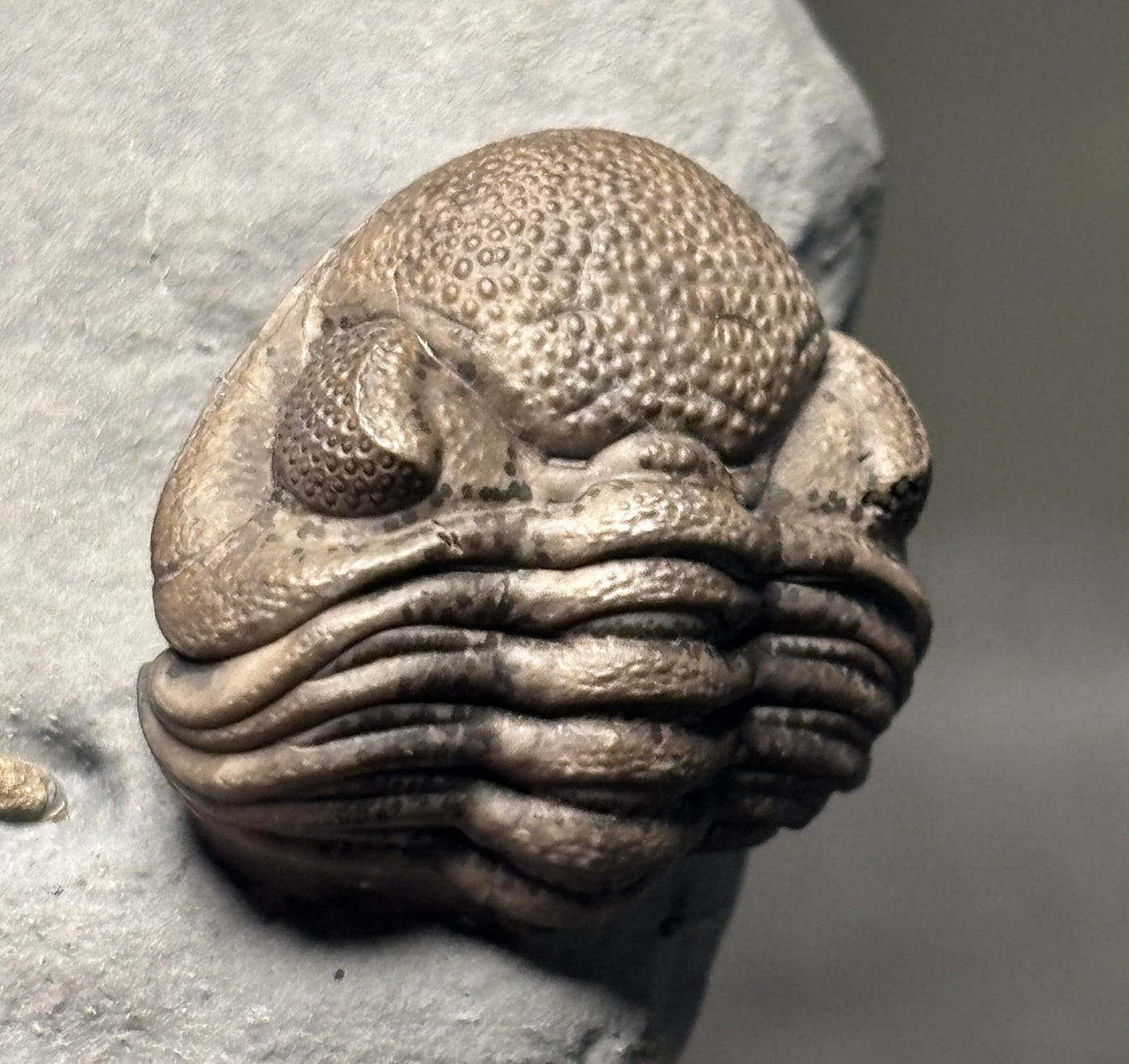 How Ancient Arthropods Evaded the Jaws of Armored Fish