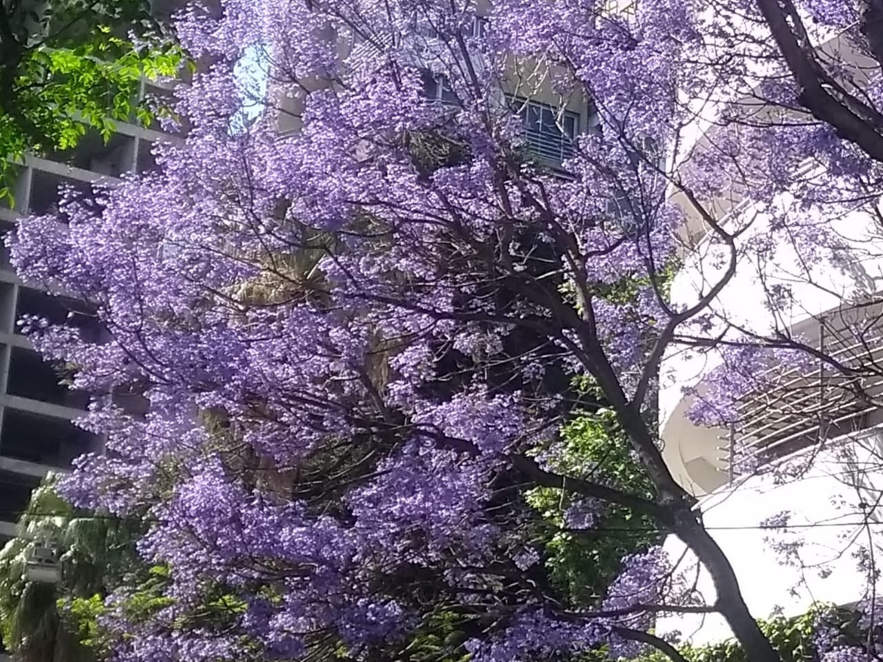 The flowers of Jacaranda. Soft violet flowers from the Americas | by  LucianoSphere (Luciano Abriata, PhD) | Weeds & Wildflowers | Medium