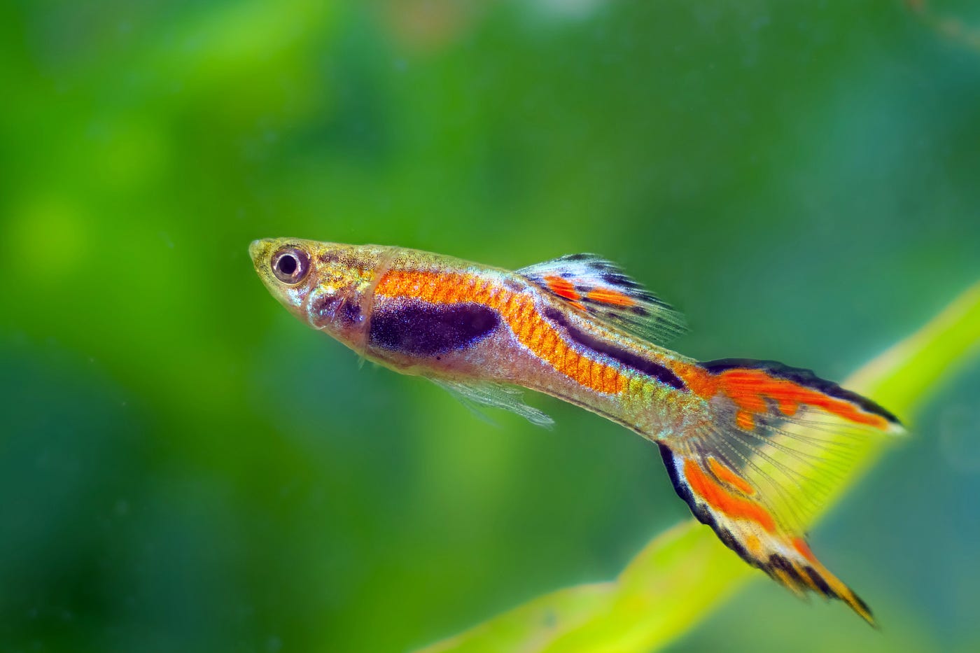 Guppy Color Intensity Improvement: Ultimate Tips for Vibrant Fish