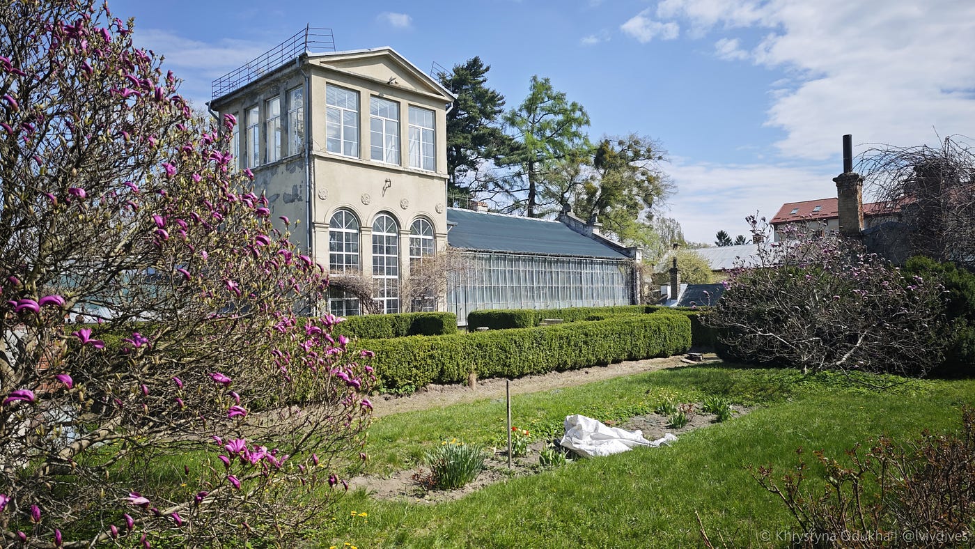Magnolia Hunt in Lviv’s Old Botanical Garden