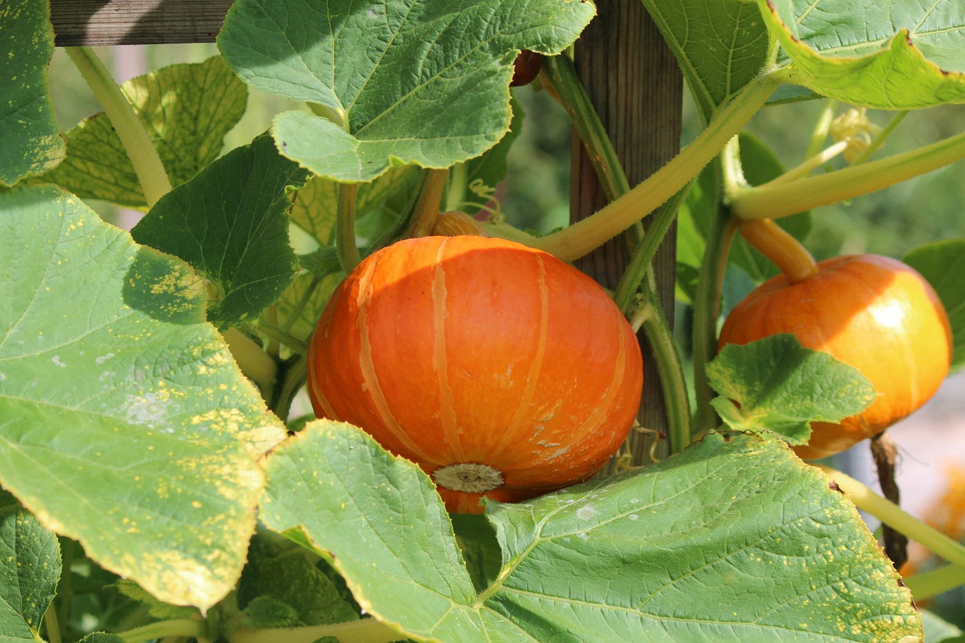 Jardinage en trois temps — Compagnonnage