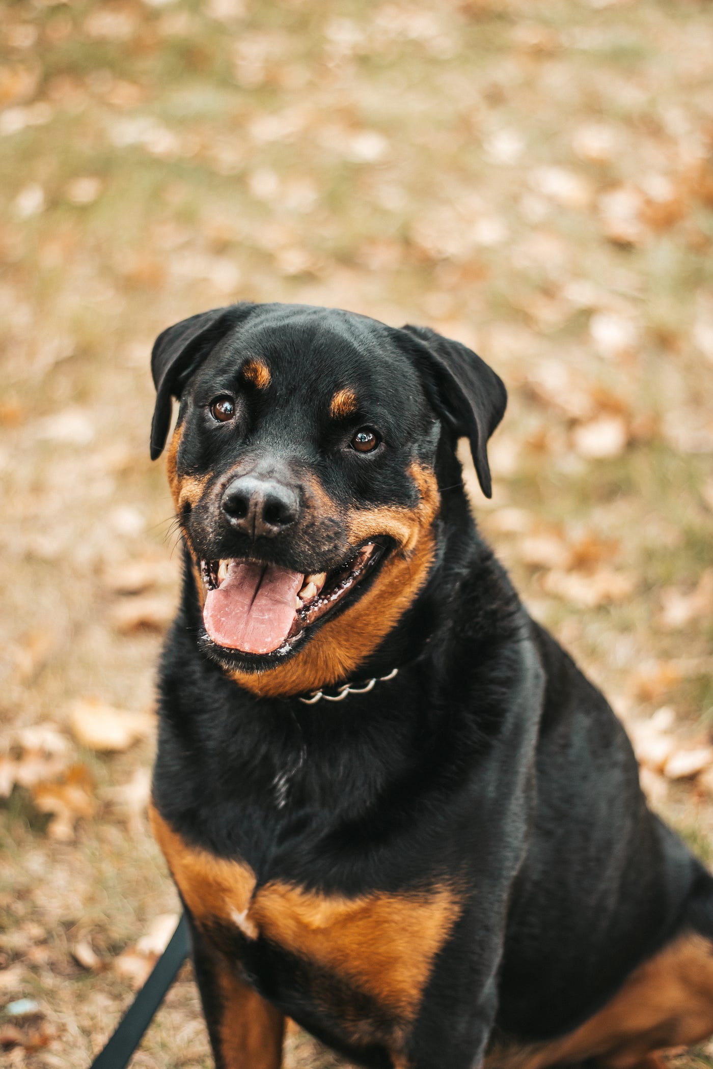 Happy Birthday to My Feminist Rottweiler