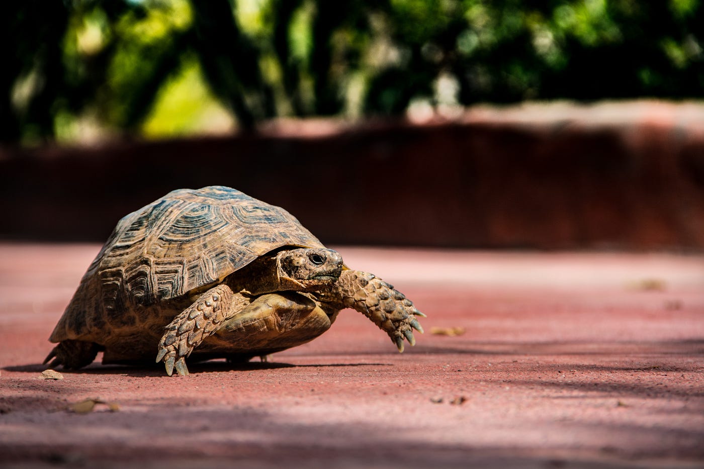 teddy tortoise