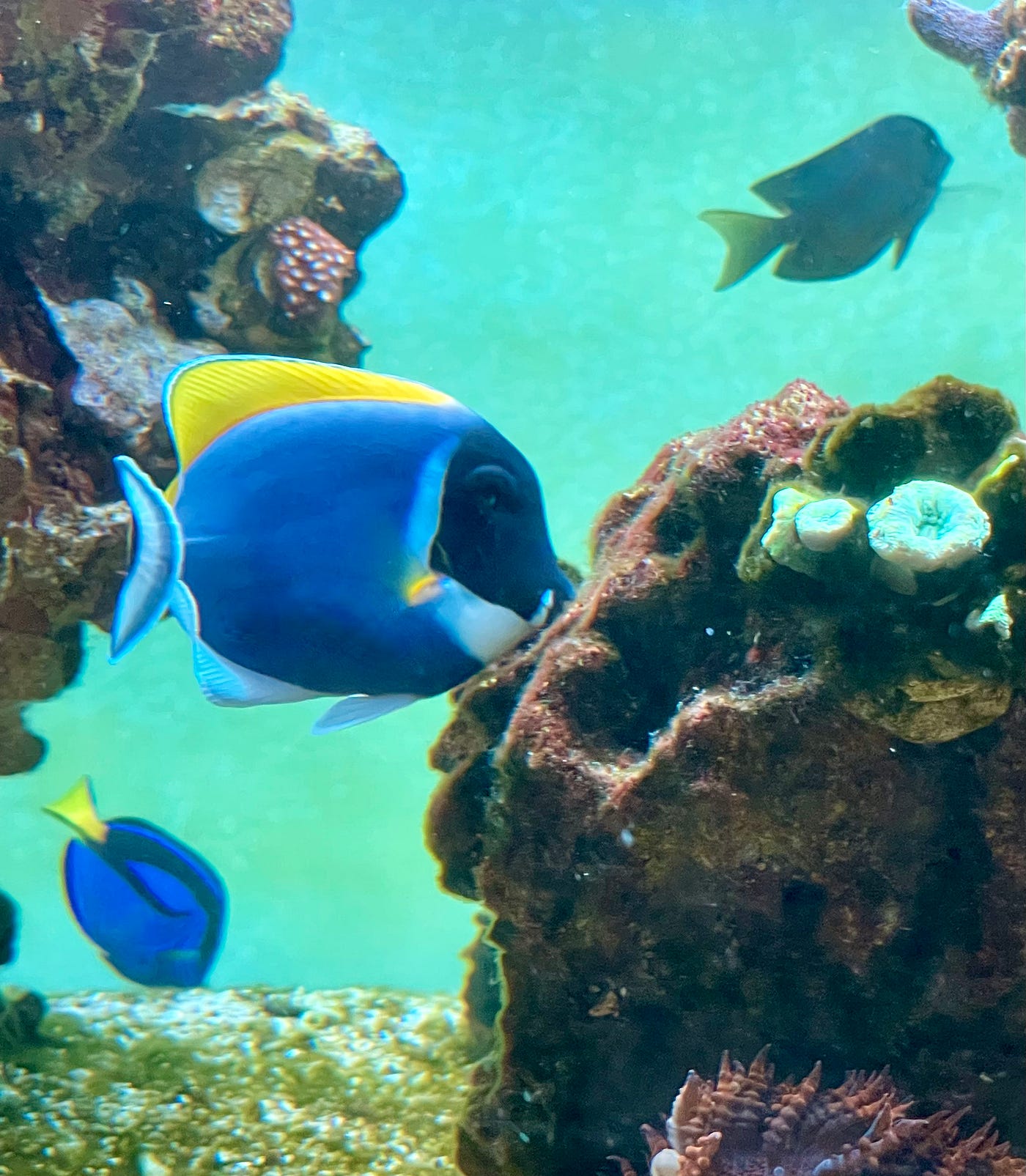 powder blue tang for sale  captive bred powder blue tangs for sale online